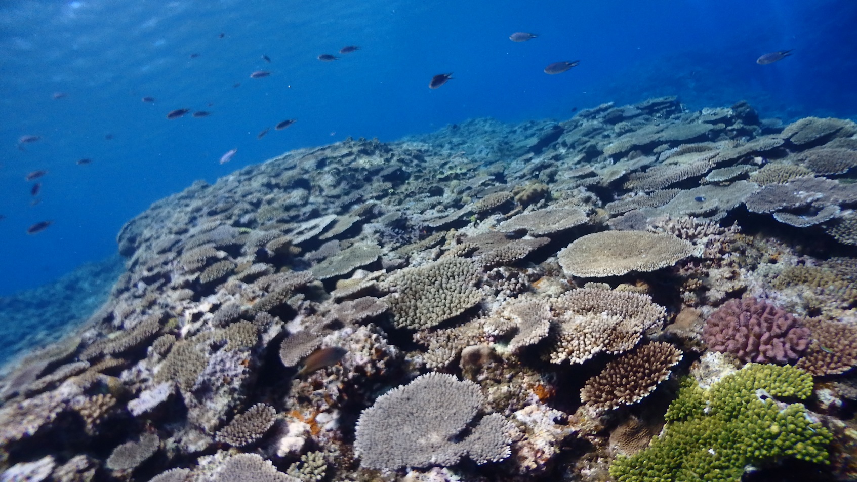 サンゴ礁の写真