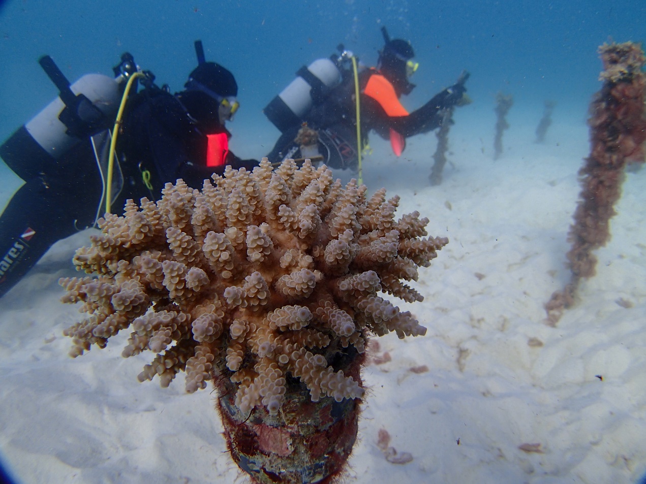 サンゴの産卵床の写真